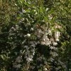 Styrax Japonica Fragrant Fountain 1 Styrax Japonica Fragrant Fountain -Promesse de Fleurs Magasin Styrax japonica Fragrant Fountain IF 1008662 1
