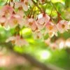 Styrax Japonica Pink Chimes - Styrax Du Japon -Promesse de Fleurs Magasin Styrax japonica Pink Chimes copyright 1008671 1