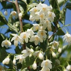 Styrax Japonicus June Snow - Styrax Japonais