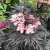 Sureau Noir - Sambucus Nigra Straight Laced -Promesse de Fleurs Magasin Sureau noir Sambucus nigra Straight Laced IF 17945 1
