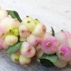 Symphorine - Symphoricarpos Orbiculatus Symphony Rave 1 Symphorine - Symphoricarpos Orbiculatus Symphony Rave -Promesse de Fleurs Magasin Symphorine Symphoricarpos orbiculatus Symphony Rave IF 19045 1