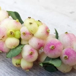 Symphorine - Symphoricarpos Orbiculatus Symphony Rave