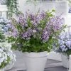 Lilas Nain - Syringa Meyeri Flowerfesta Purple -Promesse de Fleurs Magasin Syringa Flowerfesta Purple 16587 1