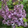 Lilas à Fleurs De Jacinthe - Syringa Hyacinthiflora Maiden's Blush -Promesse de Fleurs Magasin Syringa x hyacinthiflora Maiden s Blush 82808 1