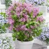 Lilas Nain - Syringa Meyeri Flowerfesta Pink -Promesse de Fleurs Magasin Syringa meyeri Flowerfesta Pink 100871 1
