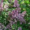 Lilas - Syringa Meyeri Palibin -Promesse de Fleurs Magasin Syringa meyeri Palibin 84343 1