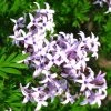 Lilas De Perse - Syringa Persica Laciniata 2 Lilas De Perse - Syringa Persica Laciniata -Promesse de Fleurs Magasin Syringa persica Laciniata 84344 1