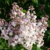 Lilas - Syringa Vulgaris Belle De Moscou -Promesse de Fleurs Magasin Syringa vulgaris Belle de Moscou 82803 1