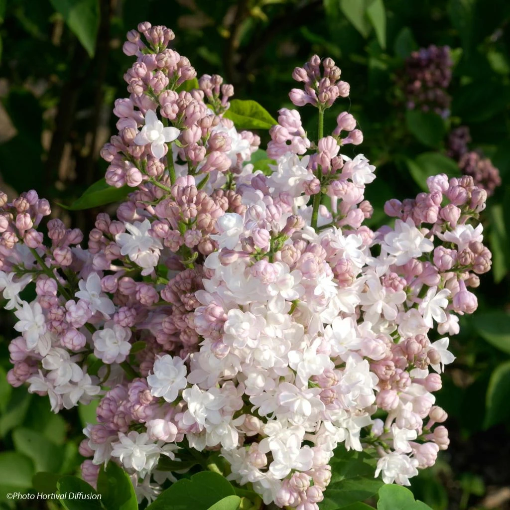 Lilas - Syringa Vulgaris Belle De Moscou 3 Lilas - Syringa Vulgaris Belle De Moscou