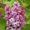Lilas - Syringa Vulgaris Belle De Nancy -Promesse de Fleurs Magasin Syringa vulgaris Belle de Nancy 84345 1