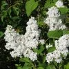 Lilas - Syringa Vulgaris Jeanne D'Arc 1 Lilas - Syringa Vulgaris Jeanne D'Arc -Promesse de Fleurs Magasin Syringa vulgaris Jeanne d Arc 89450 1