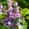 Lilas - Syringa Vulgaris Michel Buchner -Promesse de Fleurs Magasin Syringa vulgaris Michel Buchner 88625 1