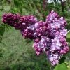 Lilas Commun - Syringa Vulgaris Paul Thirion -Promesse de Fleurs Magasin Syringa vulgaris Paul Thirion copyright 1002221 1