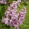 Lilas - Syringa Vulgaris Zhemchuzhina -Promesse de Fleurs Magasin Syringa vulgaris Zhemchuzhina 82806 1
