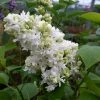 Lilas - Syringa Vulgaris Madame Lemoine -Promesse de Fleurs Magasin Syringa vulgaris Madame Lemoine copyright 75852 1