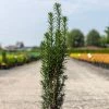 If Commun - Taxus Baccata Fastigiata Black Tower -Promesse de Fleurs Magasin Taxus baccata Black Tower IF 1008762 1