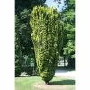 Taxus Baccata Fastigiata Aurea - If Commun Doré 2 Taxus Baccata Fastigiata Aurea - If Commun Doré -Promesse de Fleurs Magasin Taxus baccata Fastigiata Aurea 87351 1