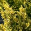 If Commun - Taxus Baccata Kupfergold 1 If Commun - Taxus Baccata Kupfergold -Promesse de Fleurs Magasin Taxus baccata Kupfergold copyright 1002851 1