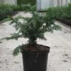 Taxus Baccata Repandens - If Commun