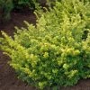 Taxus Baccata Summergold - If Commun Doré -Promesse de Fleurs Magasin Taxus baccata Summergold 87353 1