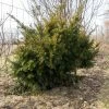 Taxus Media Densiformis - If Hybride -Promesse de Fleurs Magasin Taxus media Densiformis 84353 1