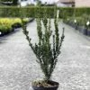 Taxus Media Hillii - If Hybride 2 Taxus Media Hillii - If Hybride -Promesse de Fleurs Magasin Taxus media Hillii 87355 1