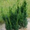 Taxus X Media Hicksii - If Hybride -Promesse de Fleurs Magasin Taxus x media Hicksii 82230 1