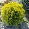 Thuya Du Canada - Thuja Occidentalis Amber Glow -Promesse de Fleurs Magasin Thuja occidentalis Amber Glow LD 1008781 1