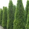 Thuja Occidentalis Totem Smaragd - Thuya Du Canada -Promesse de Fleurs Magasin Thuja occidentalis Totem Smaragd 15214 1