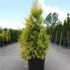 Thuya Géant - Thuja Plicata 4 Ever Goldy 1 Thuya Géant - Thuja Plicata 4 Ever Goldy -Promesse de Fleurs Magasin Thuja plicata 4 EVER GOLDY 84363 1