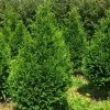 Thuja Plicata Can-Can - Thuya Compact 2 Thuja Plicata Can-Can - Thuya Compact -Promesse de Fleurs Magasin Thuja plicata Can Can V 1002292 1