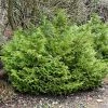 Thujopsis Dolobrata Nana 2 Thujopsis Dolobrata Nana -Promesse de Fleurs Magasin Thujopsis dolobrata Nana 87364 1 1