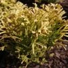 Thuya Du Japon - Thujopsis Dolobrata Solar Flare 2 Thuya Du Japon - Thujopsis Dolobrata Solar Flare -Promesse de Fleurs Magasin Thujopsis dolobrata SOLAR FLARE 84364 1