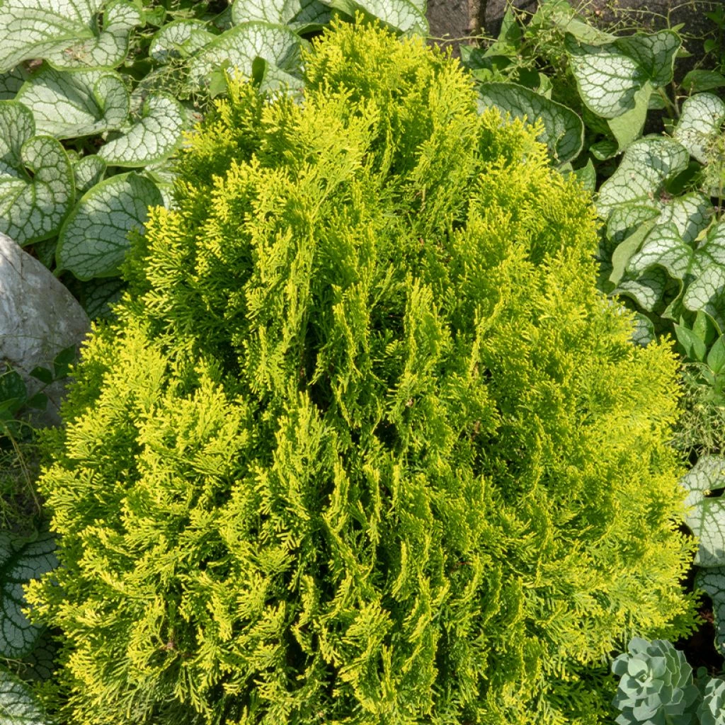 Thuja Occidentalis Golden Smaragd - Thuya Du Canada 3 Thuja Occidentalis Golden Smaragd - Thuya Du Canada