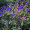 Tibouchina Urvilleana - Tibouchine D'Urville. -Promesse de Fleurs Magasin Tibouchina urvilleana 83473 1