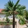 Trachycarpus Latisectus - Palmier Windamere -Promesse de Fleurs Magasin Trachycarpus latisectus 89964 1