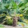 Trachycarpus Wagnerianus - Palmier Miniature -Promesse de Fleurs Magasin Trachycarpus wagnerianus 82233 P