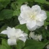 Trillium Grandiflorum Flore Pleno - Trille Blanc à Fleurs Doubles 1 Trillium Grandiflorum Flore Pleno - Trille Blanc à Fleurs Doubles -Promesse de Fleurs Magasin Trillium grandiflorum Flore Pleno ld 5017 2