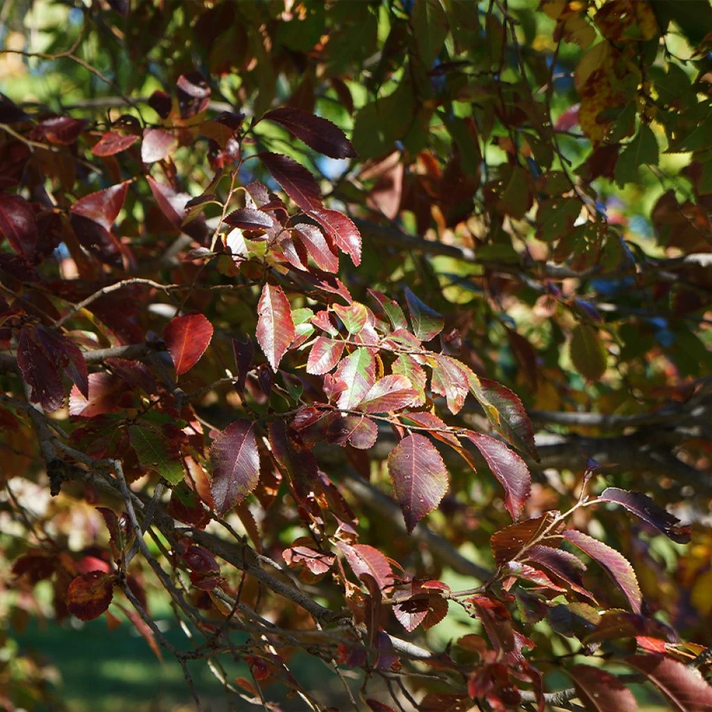 Ulmus Frontier - Orme Hybride 3 Ulmus Frontier - Orme Hybride