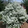 Viorne De Prague - Viburnum Pragense -Promesse de Fleurs Magasin Viburnum Pragense 84372 1