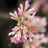 Viorne D'hiver - Viburnum Bodnantense Charles Lamont. 1 Viorne D'hiver - Viburnum Bodnantense Charles Lamont. -Promesse de Fleurs Magasin Viburnum bodnantense Charles Lamont 84373 1