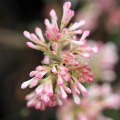 Viorne D'hiver - Viburnum Bodnantense Charles Lamont.