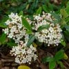 Viburnum Burkwoodii Conoy - Viorne De Burkwood -Promesse de Fleurs Magasin Viburnum burkwoodii Conoy 89390 1