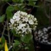 Viorne - Viburnum (x) Carlcephalum -Promesse de Fleurs Magasin Viburnum carlcephalum 9631 1