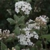 Viburnum Carlesii - Viorne De Carle -Promesse de Fleurs Magasin Viburnum carlesii 1002352 1