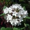 Viorne - Viburnum Carlesii Aurora -Promesse de Fleurs Magasin Viburnum carlesii Aurora 7962 1