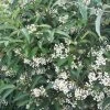 Viorne - Viburnum Hillieri Winton -Promesse de Fleurs Magasin Viburnum hillieri winton ld wallygrom 9573 1