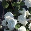 Viorne - Viburnum Plicatum Grandiflorum -Promesse de Fleurs Magasin Viburnum plicatum Grandiflorum Noble 84380 1