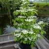 Viorne - Viburnum Plicatum Kilimandjaro