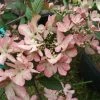 Viorne De Chine - Viburnum Plicatum Molly Schroeder -Promesse de Fleurs Magasin Viburnum plicatum Molly Schroeder 82912 1